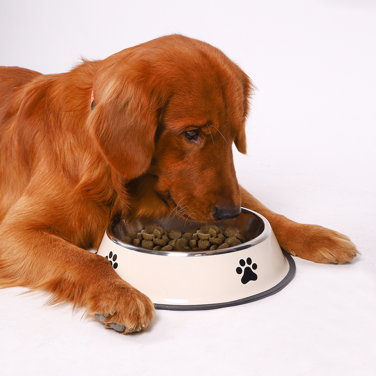 Miska dla zwierząt ze stali ni – Pet Supplies Is Food recenzja i cena